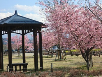 リバーサイドパークの桜