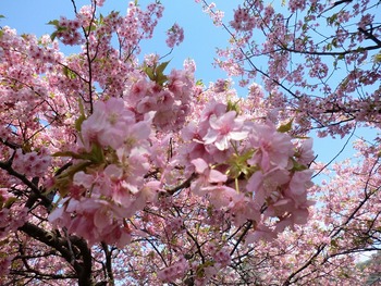 河津桜を見に出かけた