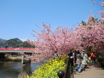 河津桜を見に出かけた