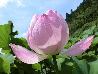 ハスの花園