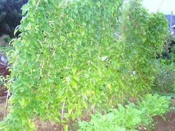 野菜の成長楽しみ