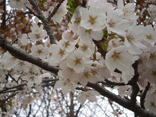 お花見のはしご