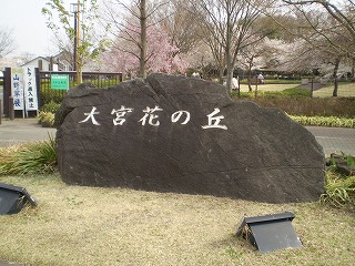 お花見のはしご