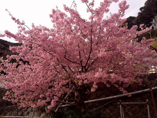 河津桜まつり　最後の日曜日になりました　まだ花は残っていますよー