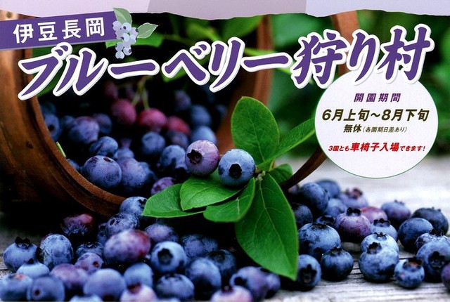 ブルーベリー狩り村