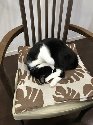 キー椅子 キー椅子