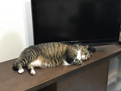 とらテレビ とらテレビ