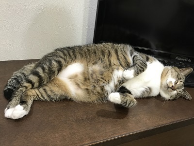 とら昼ね とら昼ね