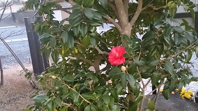 今年もどうぞよろしくお願いいたします 今年もどうぞよろしくお願いいたします