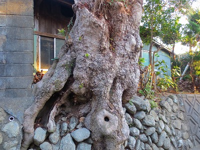 サボテン