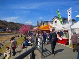 河津桜