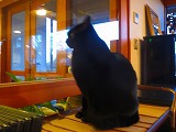 猫の恩返し 猫の恩返し
