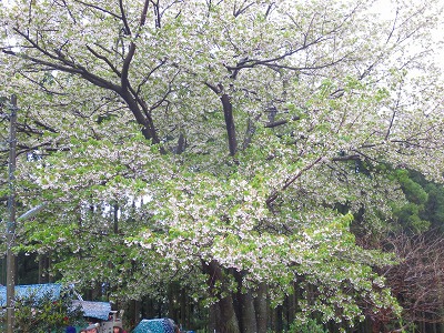 寒いお花見 寒いお花見