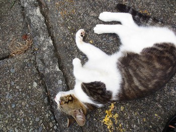 猫とも 猫とも