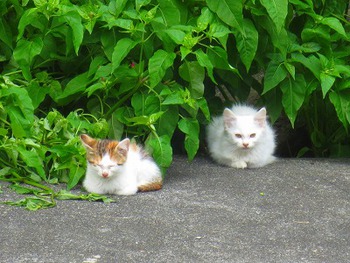 猫とも 猫とも