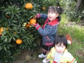小坂みかん狩り 伊豆長岡温泉