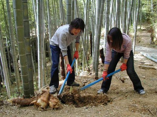 竹の子狩り(一条竹の子村)
