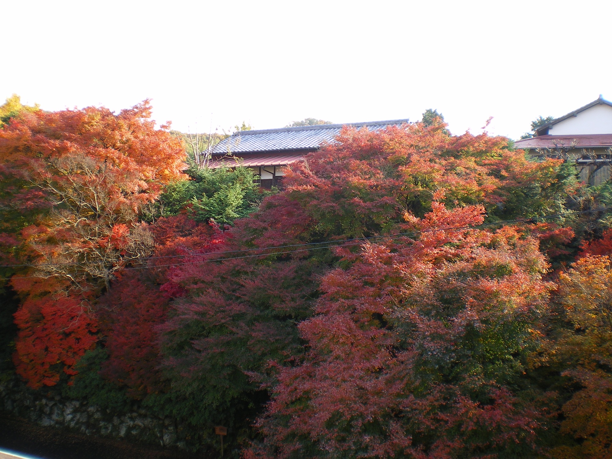 紅葉真っ最中