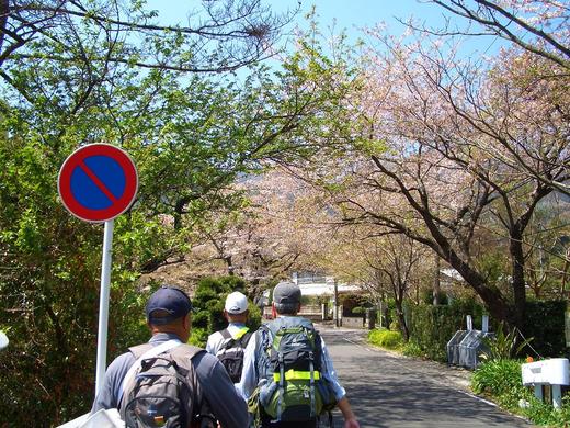 伊豆半島花&てくもぐウォーク 大仁梅林と城山桜の花めぐり