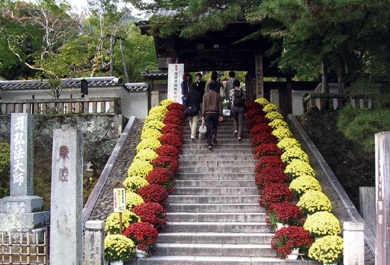 修善寺温泉,菊花まつり