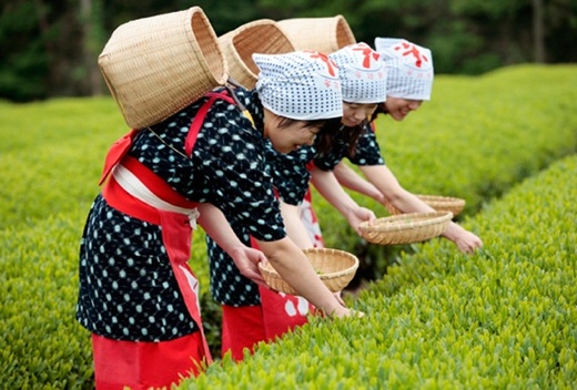 伊豆のまん中でお茶摘み体験「チャレンジ茶摘み」
