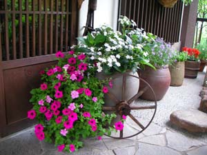 紫陽花のはずが・・・・