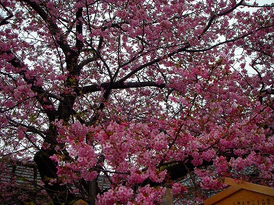 今日の桜の原木