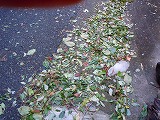 台風一過