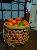 河津正月さくら
