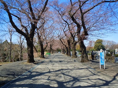 遅いお花見