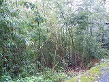 台風12号