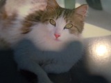猫のクッション