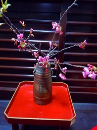 河津正月桜