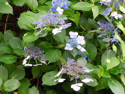 紫陽花