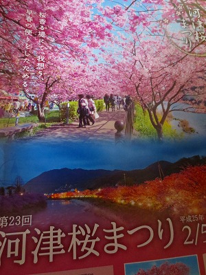 河津さくら祭り