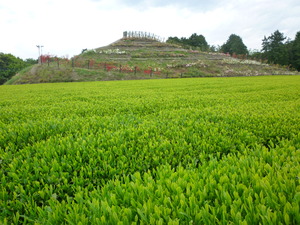 お茶愛場所