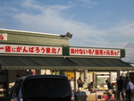 柿の実