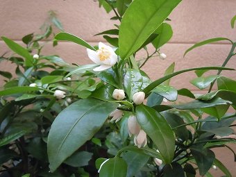 レモン&橘の花
