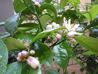 レモン&橘の花