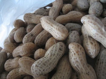 夏の味覚
