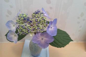 紫陽花の花