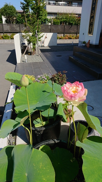 蓮の華が咲きました 蓮の華が咲きました