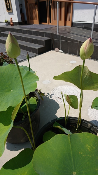 蓮の華が咲きました 蓮の華が咲きました