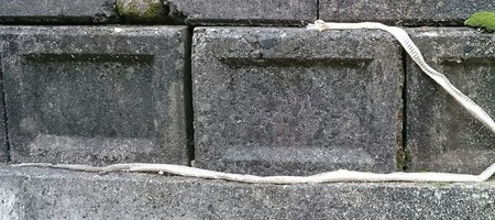 蛇のぬけがらです。 蛇のぬけがらです。
