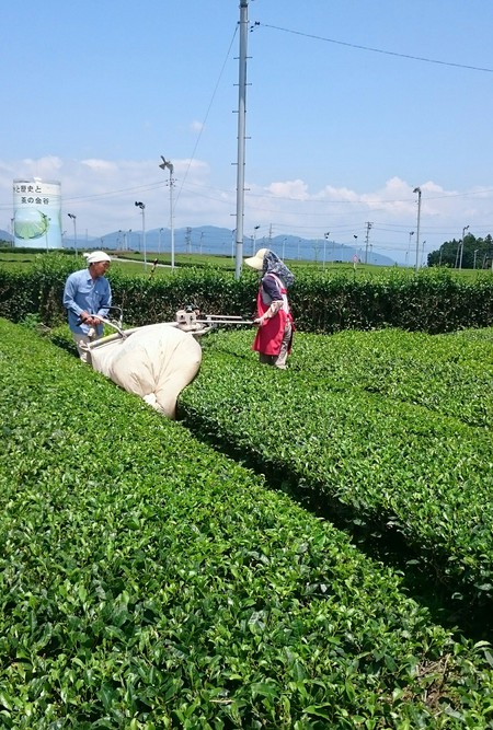 お茶刈りをしました。 お茶刈りをしました。