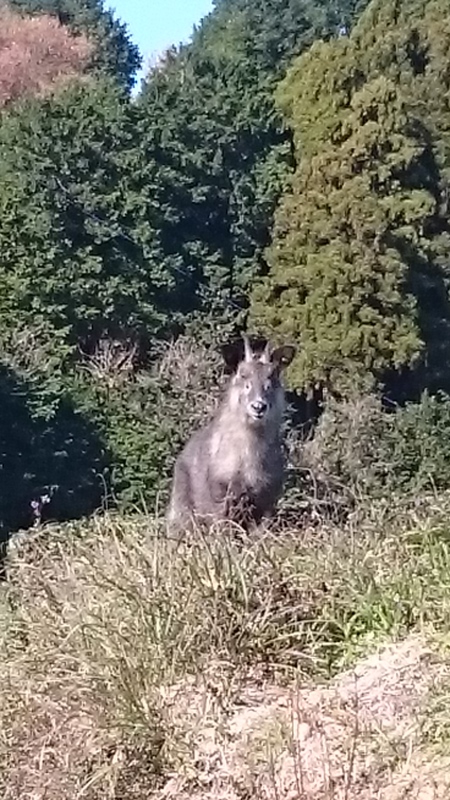 ニホンカモシカを見ました。 ニホンカモシカを見ました。