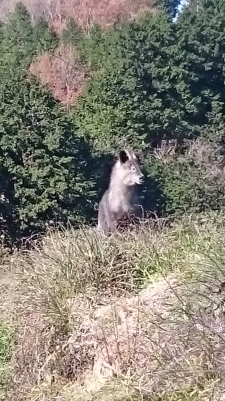 ニホンカモシカを見ました。 ニホンカモシカを見ました。