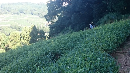 草取りや草刈りをしました。 草取りや草刈りをしました。
