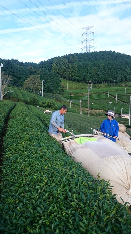 秋番茶の収穫&加工をしました。 秋番茶の収穫&加工をしました。