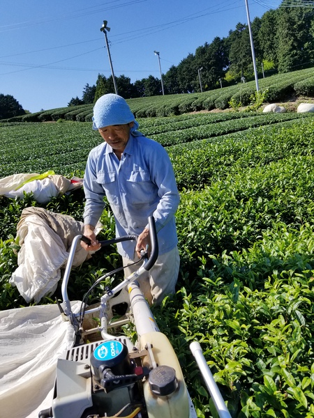 今日からお茶刈りを始めました。 今日からお茶刈りを始めました。